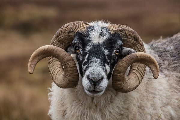 Scotland Scottish black-faced sheep head close-up